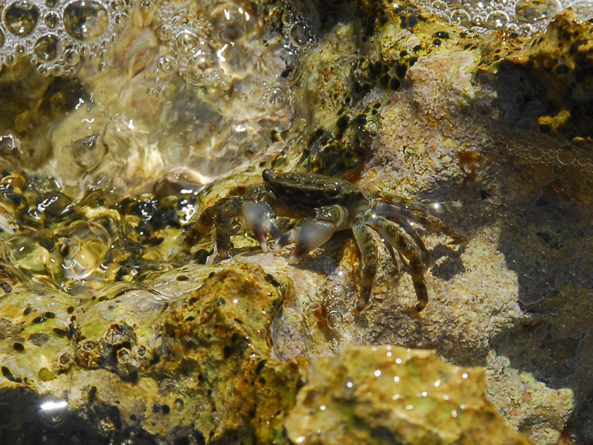 Pachygrapsus marmoratus